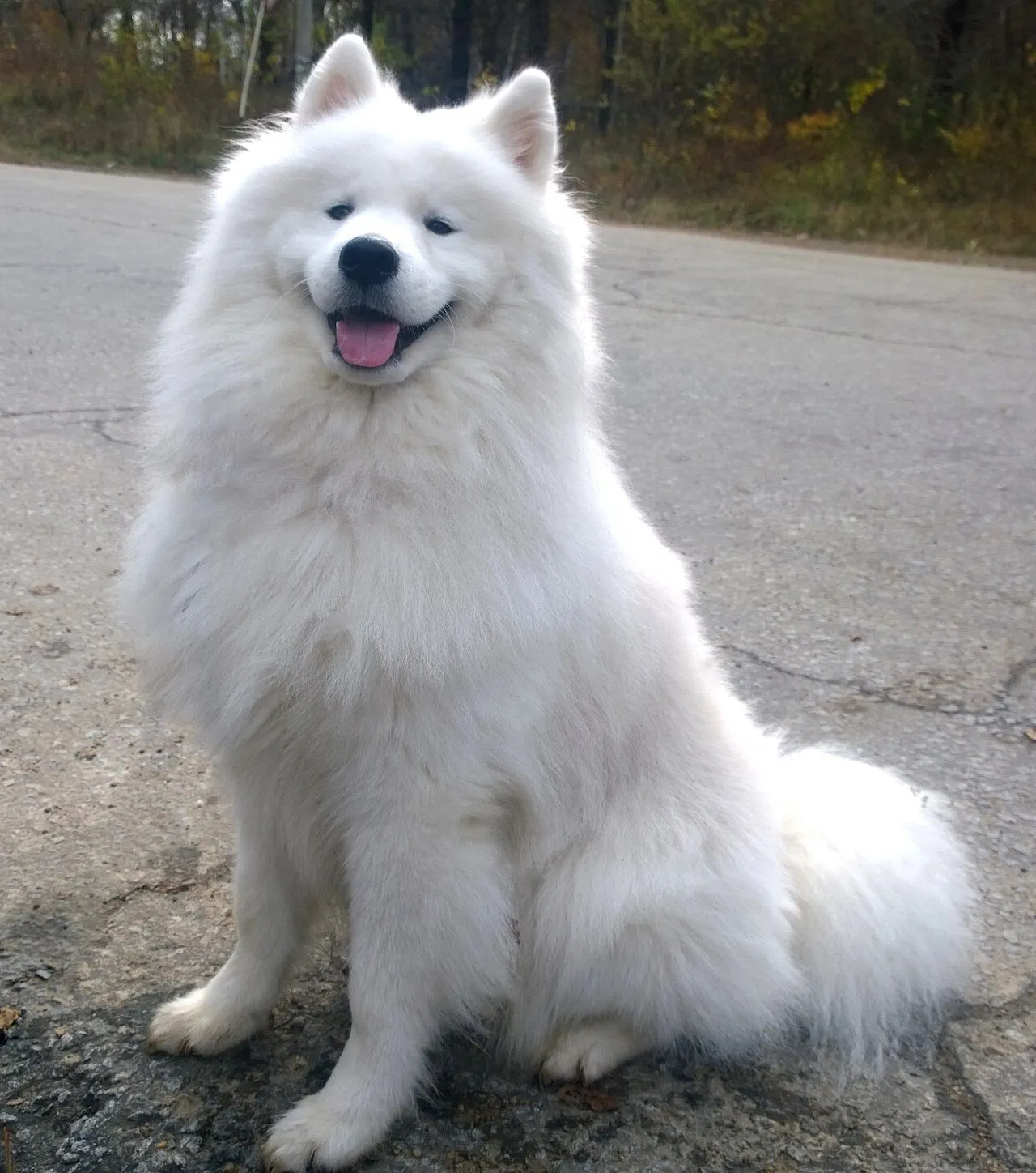 Foto de Samoyedo