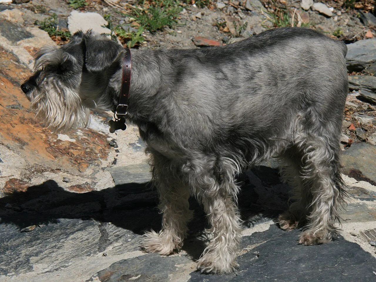 Foto de Schnauzer Estándar