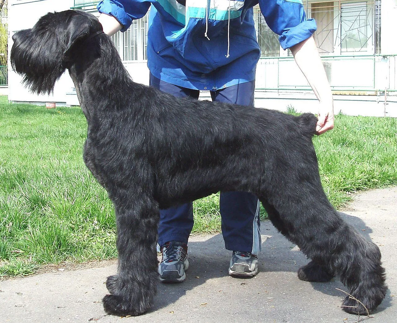 Foto de Schnauzer Gigante