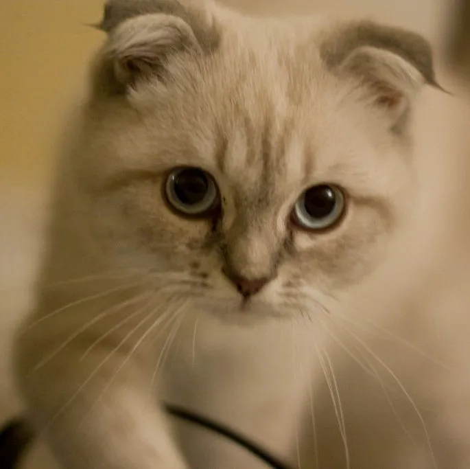 Foto de Scottish Fold