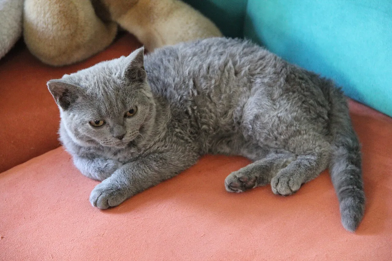 Foto de Selkirk Rex