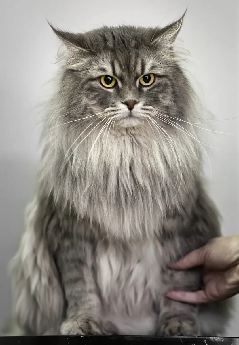 Foto de Siberiano