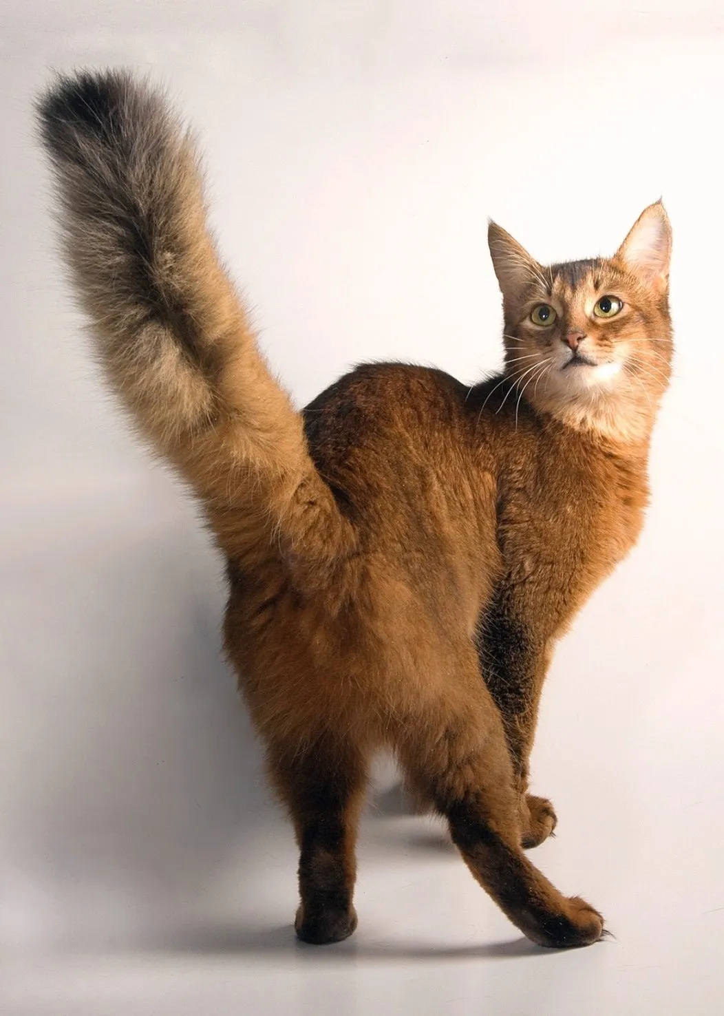 Foto de Somalí