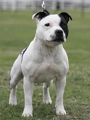 Foto de Staffordshire Bull Terrier