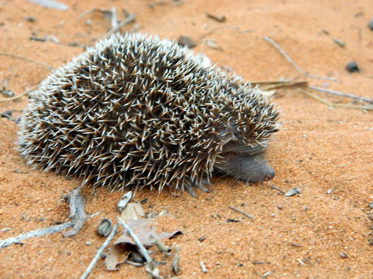 Foto de Tenrec Menor