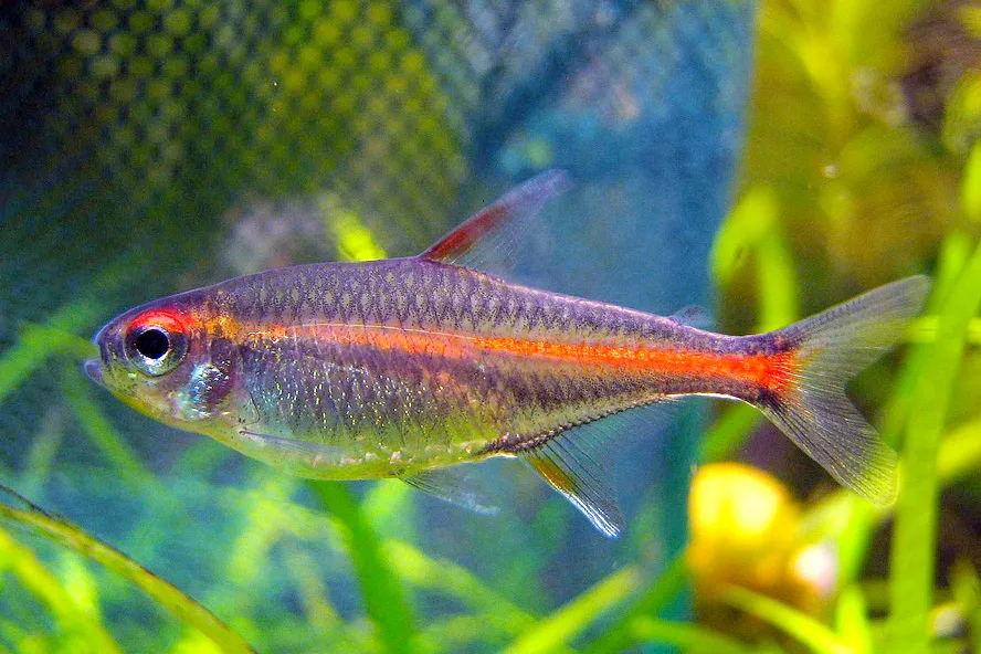 Foto de Tetra Luminoso (Glowlight)