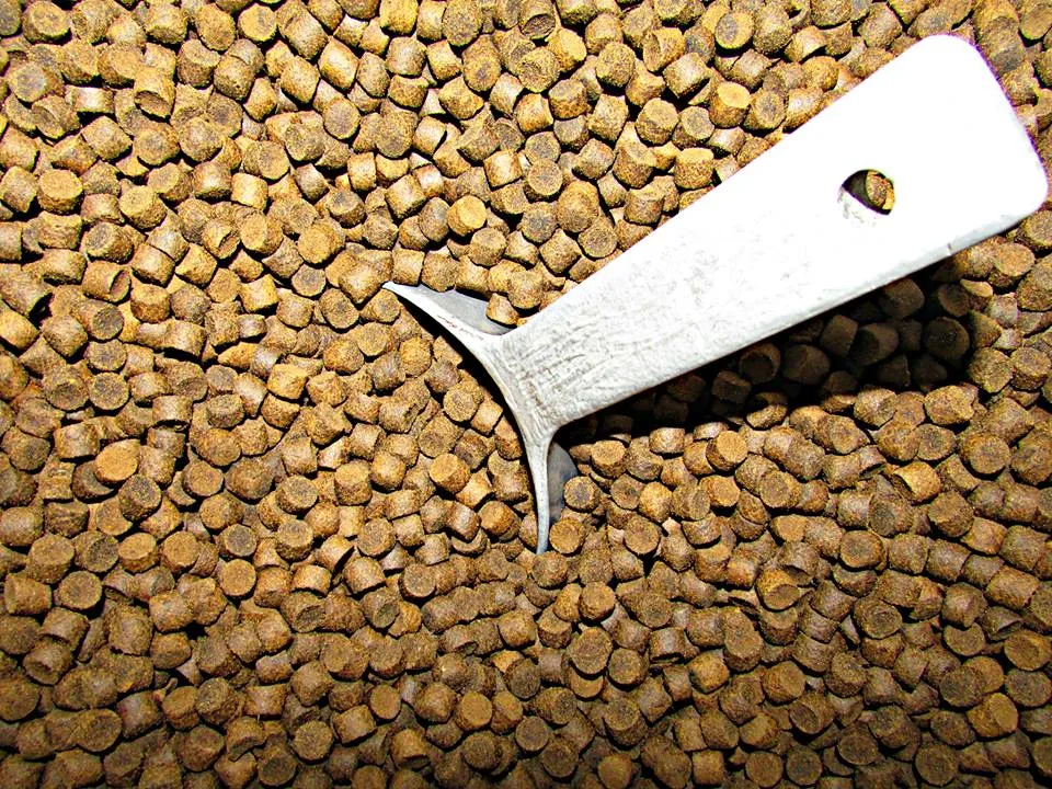 Tipos de alimento para peces: hojuelas, pellets y más