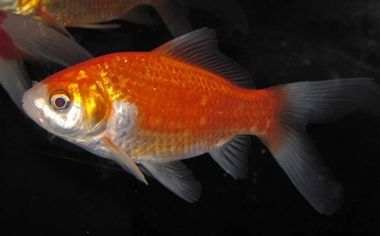 Pez dorado naranja y blanco nadando de perfil en un acuario