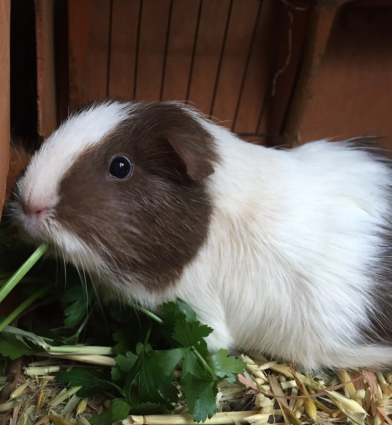 Cuyo comiendo perejil fresco, una de las verduras que aportan vitamina C diaria