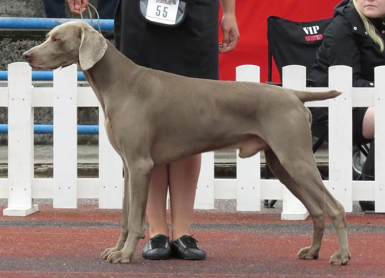 Foto de Weimaraner
