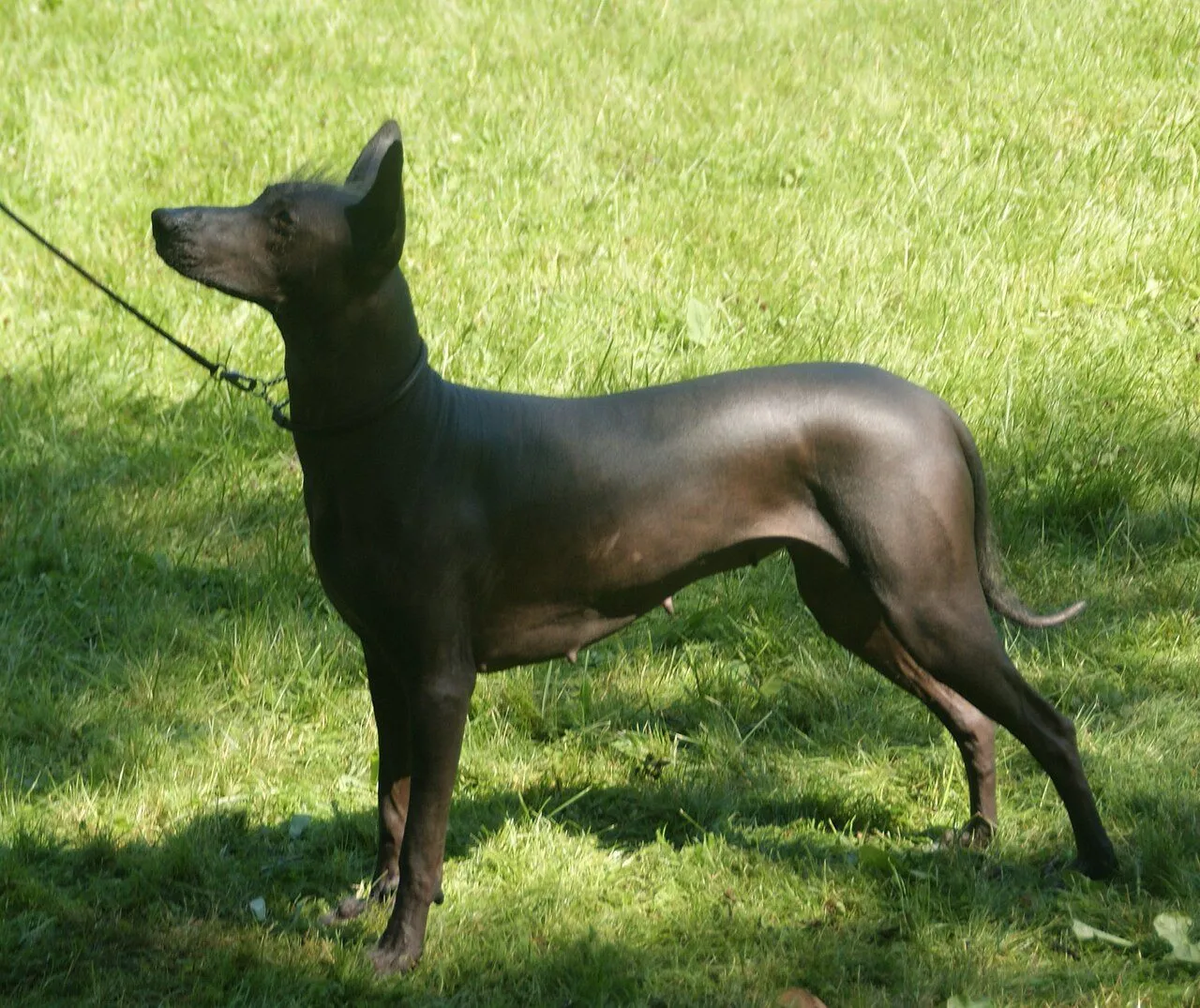Foto de Xoloitzcuintle